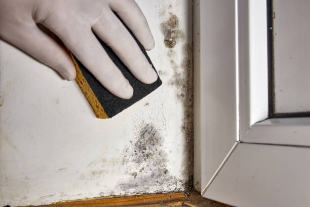 Best Basement water damage restoration  in Han, GA